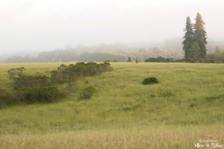 UC Santa Cruz Engagement San Francisco | Kim + Thaison